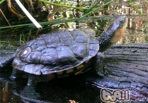 澳洲短颈龟的保护方式