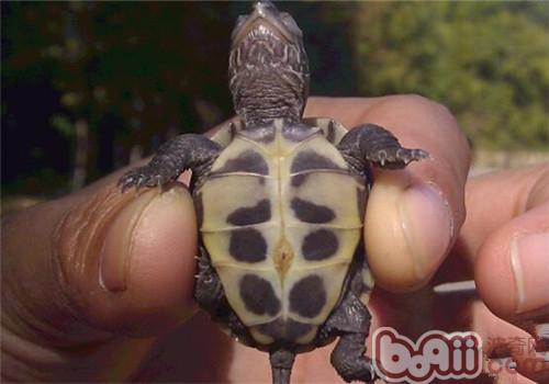 黑龟有肚脐吗？