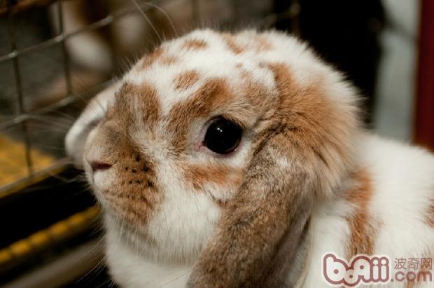 你了解兔兔为啥吃掉粪便吗？