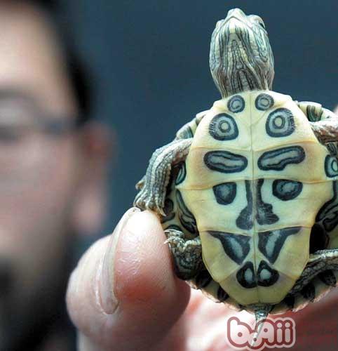 怎么样精确对于巴西龟？