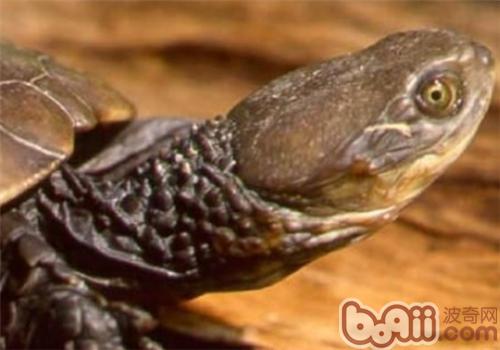 澳洲短颈龟种类简介