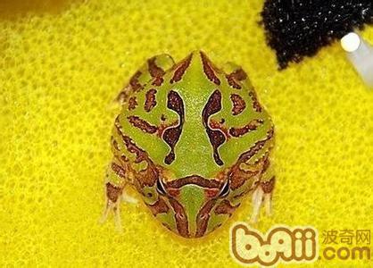 蝴蝶角蛙的种类引睹