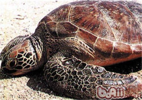 大欧美蠵龟的品种简介