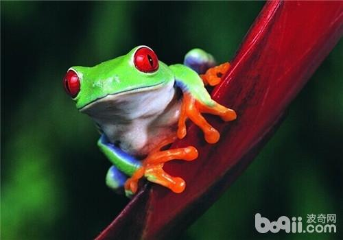 红眼树蛙的种类简介