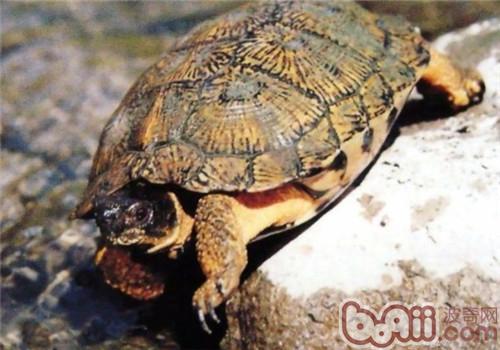 木雕水龟的豢养重心