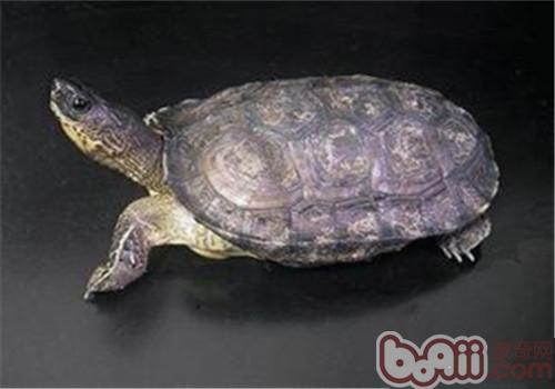 乌木纹龟的种类简介