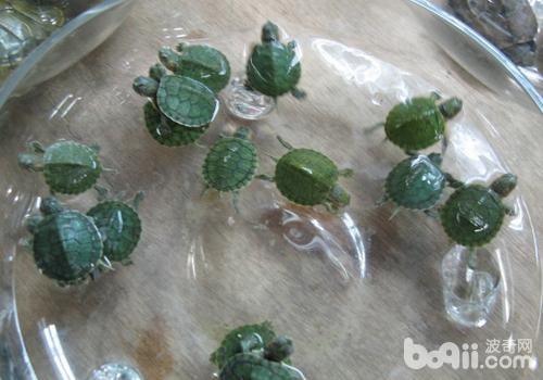 巴西龟的风俗特性