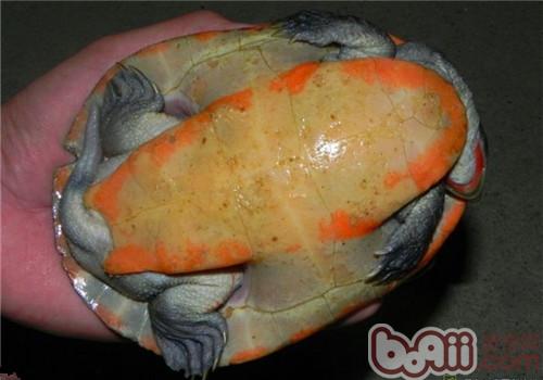 红腹短颈龟的瞅护重心
