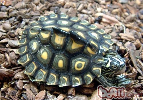 黄斑舆图龟的形状特性