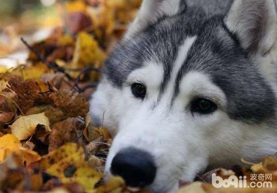 秋季养狗该当注沉哪些问题？