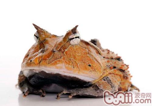 亚马逊角蛙的豢养央求