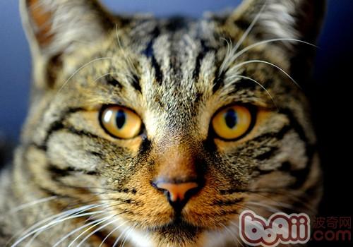 牛磺酸对于猫咪有什么的效率