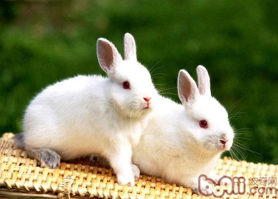 教你怎么样选买断奶的小白兔