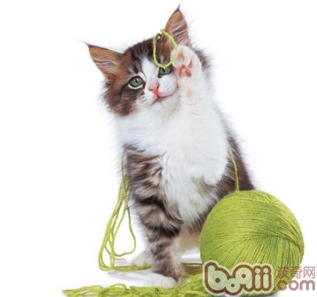 猫咪毛球产生的缘故及防止办法