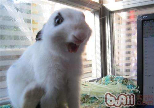 兔子吃纸是怎样回事