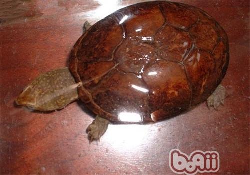 动胸龟的形态特性