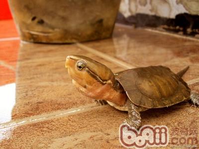 巴西龟的寿命有多长