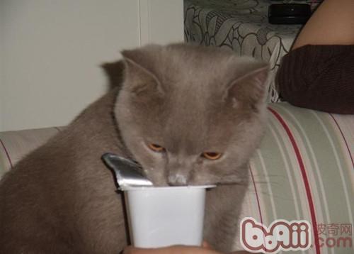 猫咪不妨喝酸奶吗？