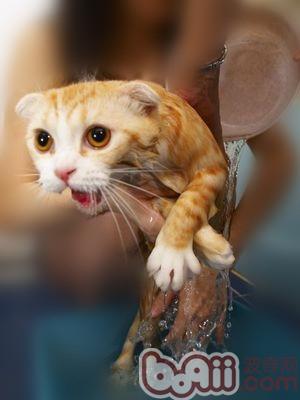 何如给没有爱沐浴的猫咪沐浴？