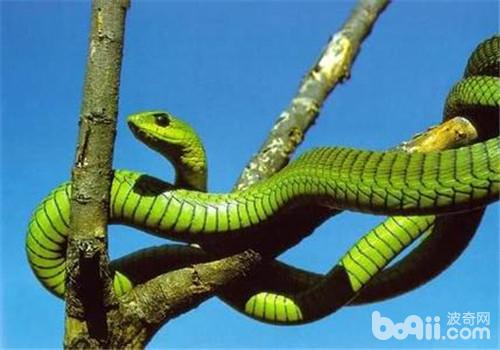 非洲树蛇的种类简介