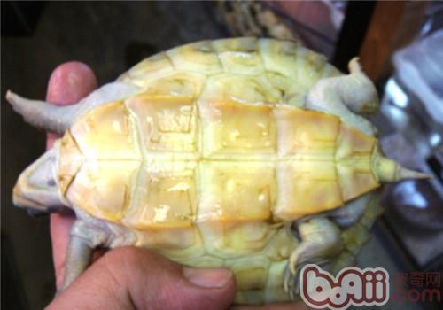 红冠棱背龟的形态特性