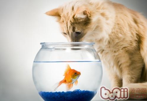 让猫咪平安吃鱼的三个妙招