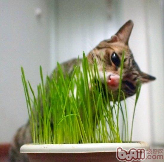 教你培植猫草的三个措施