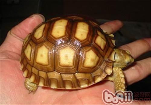 苏卡达象龟的品种简介