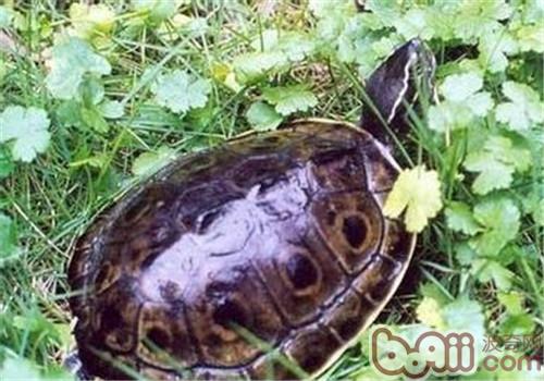 缅甸孔雀龟的外表特性