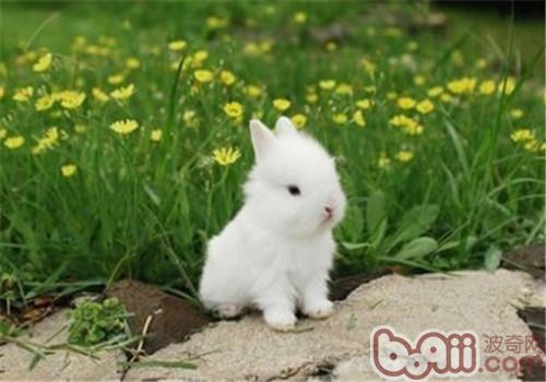 波兰兔的种类简介