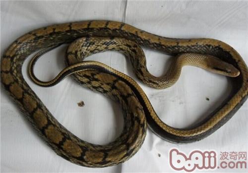 乌眉锦蛇的形态特性