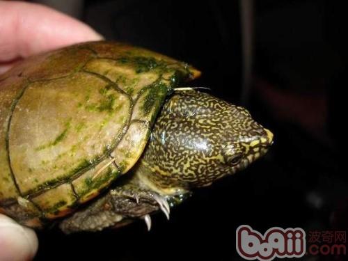 蛋龟之——花纹泥龟的引见