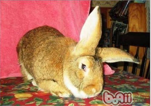 什么兔子长没有大？