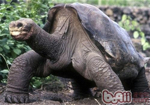 加拉帕戈斯象龟的维护之路