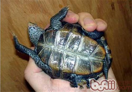 佛罗里达东岸钻纹龟的种类简介