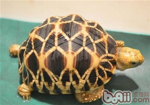 缅甸星龟的外表特性
