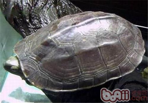 腊戌拟水龟的种类简介
