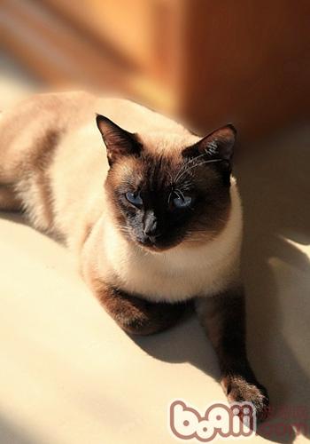 暹罗猫的前提豢养和生计风俗