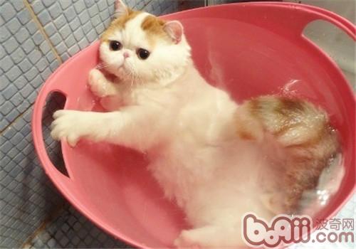 猫咪洗澡要注意的问题