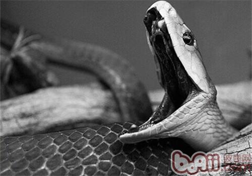 黑曼巴蛇的形态特性