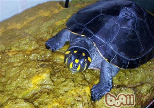 黄头侧颈龟豢养指南