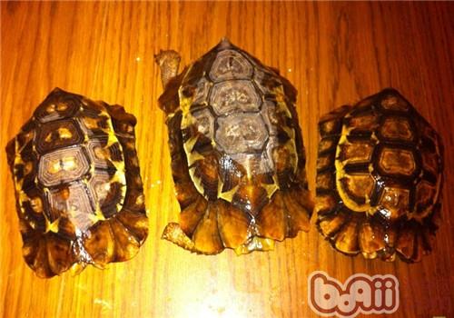 非洲折背陆龟的形态特性
