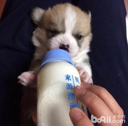狗狗不妨喝奶粉吗，哪种奶粉符合狗狗喝?