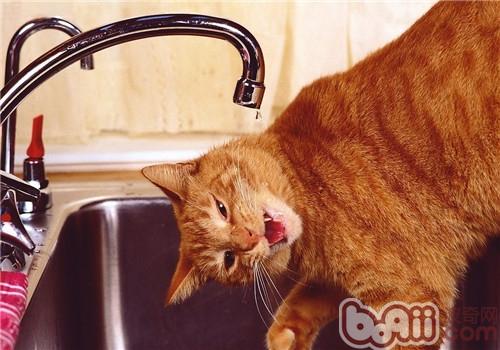 猫咪洗发液运用的注沉事项
