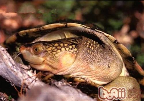 澳北盔甲龟的种类简介