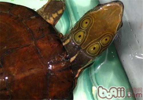 四眼斑水龟的看护常识