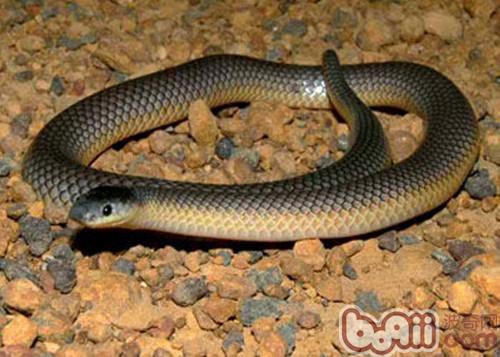 澳洲金刚刚蛇的种类特性