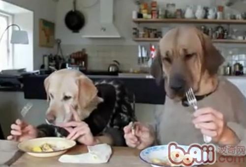 怎么样练习狗狗的用餐礼节