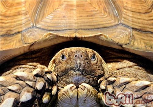 苏卡达象龟的豢养重心
