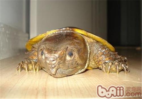 鹰嘴龟没有共成长阶段的豢养方式
